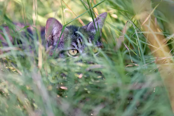 Kedi çimenlerde saklanıyor.