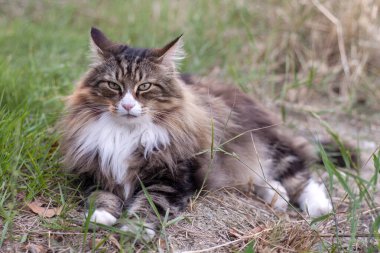 Çayırdaki Norveç Orman Kedisi 'nin profili. Dikkatli ve kurnaz bir bakış.