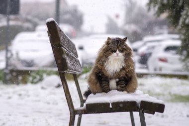 winter landscape, cat sitting on a bench while it snows, cold and snow clipart