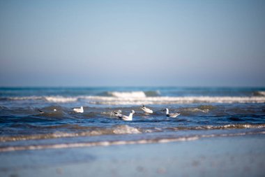 Deniz kıyısında suda yüzen martılar.