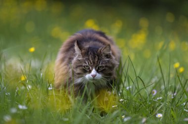 Çayırda yeşil gözlü güzel, uzun saçlı kedi.