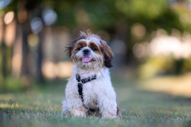 Uzun saçlı köpek çayırda oturuyor, dili dışarıda..