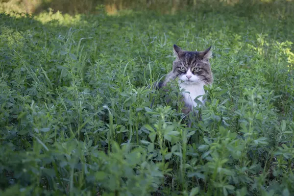 Uzun saçlı kedi çimlerin üzerinde oturuyor.