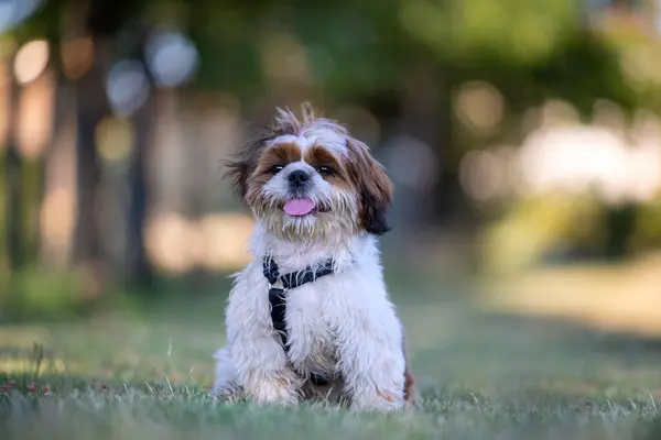 Uzun saçlı köpek çayırda oturuyor, dili dışarıda..