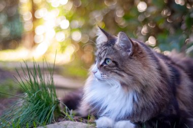 Norveç orman kedisi çayırda profil çiziyor, bokeh arka plan