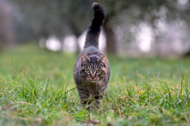 Tekir kedi kameraya bakıyor. Çayırda kuyruğuyla yürüyor.