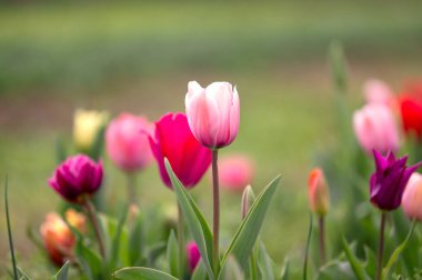 Farklı renk ve şekillerde lalelerin alanı.
