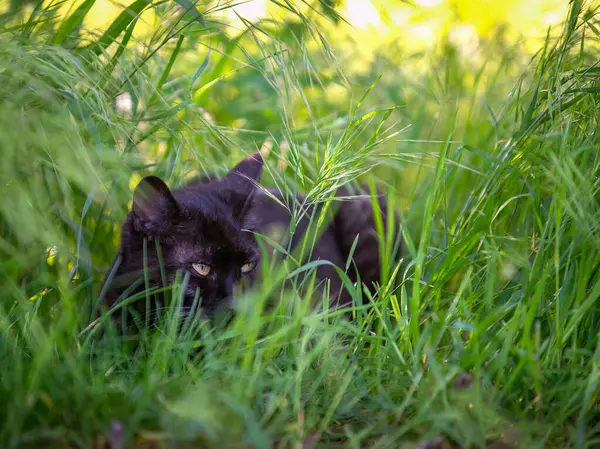 Kara kedi uzun otların arasında saklanıyor..