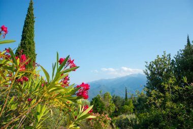 Bir selvi ağacı, çiçekler, dağlar ve Fransa Pireneler 'deki güzel manzara.