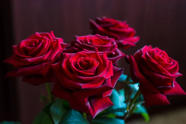 暗赤色のバラを背景に — ストック写真
