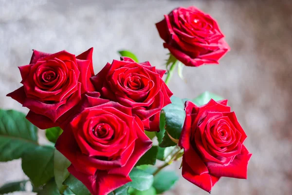 Czerwone Róże Oświetlone Słońcem Bokeh — Zdjęcie stockowe