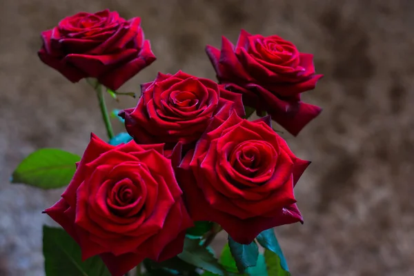 Ciemnoczerwone Róże Ciemnym Tle Bokeh — Zdjęcie stockowe