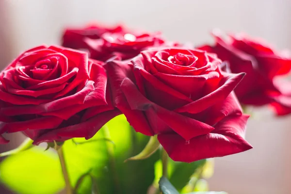 Czerwone Róże Oświetlone Słońcem Bokeh — Zdjęcie stockowe
