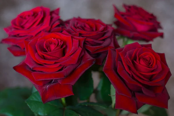Ciemnoczerwone Róże Bokeh — Zdjęcie stockowe