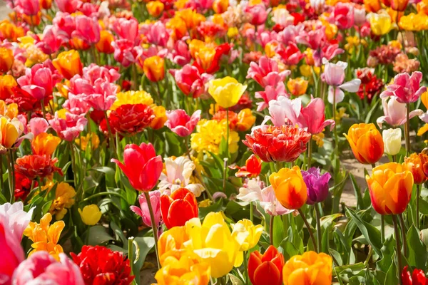 Background of a field of colorful tulips. Field of colorful tulips in spring. Many red, yellow and pink tulips in the sun