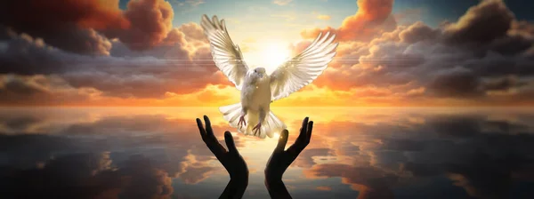 Woman praying and free bird enjoying nature on sunset background, white dove flying happily on praying hand , hope and freedom concept.
