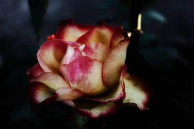 Güzel botanik fotoğrafı, doğal duvar kağıdı.