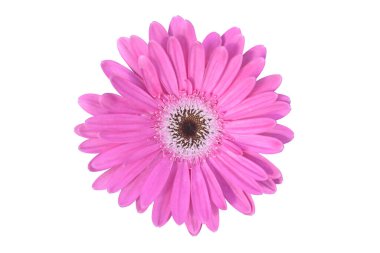 Beyaz arkaplanda izole edilmiş pembe çiçek