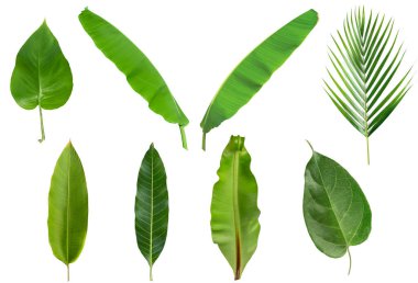 Beyaz arkaplanda tropikal yapraklar