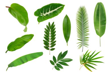 Tropikal yeşil yapraklar ve tropikal bitki seti