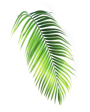 kırpma yolu ile beyaz arkaplanda izole yeşil palmiye yaprağı