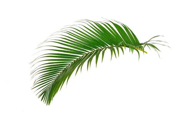Beyaz arkaplanda izole edilmiş palmiye ağacı