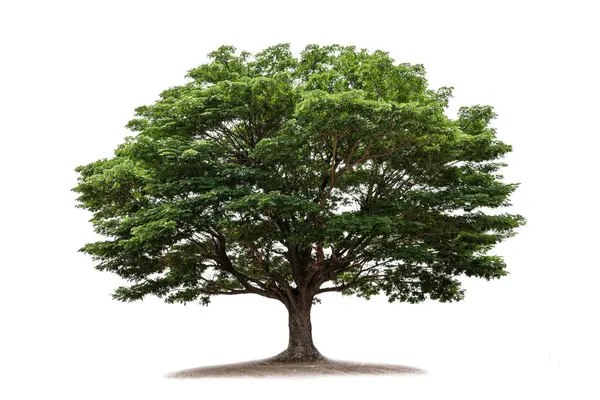 Beyaz arkaplanda izole edilmiş ağaç