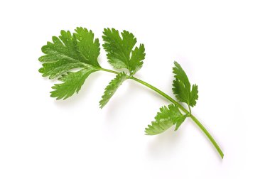 Beyaz arkaplanda taze maydanoz yaprakları