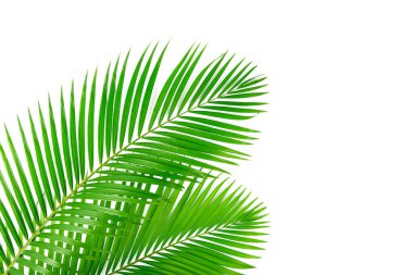 Beyaz arkaplanda yeşil palmiye yaprakları