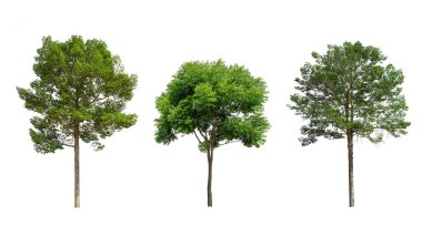 Beyaz arkaplanda yeşil ağaç kümesi