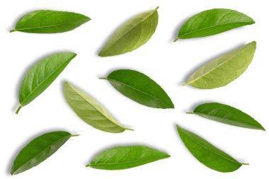 Beyaz arka planda izole edilmiş taze tropikal yaprak