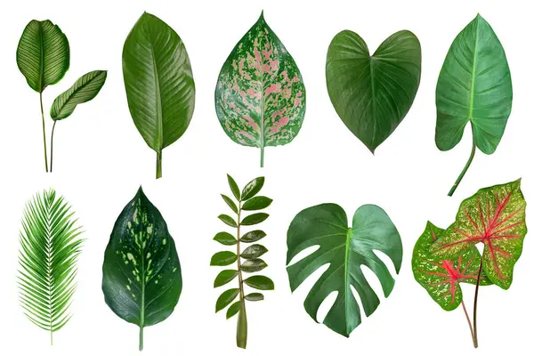 Conjunto Plantas Tropicais Sobre Fundo Branco Imagem De Stock