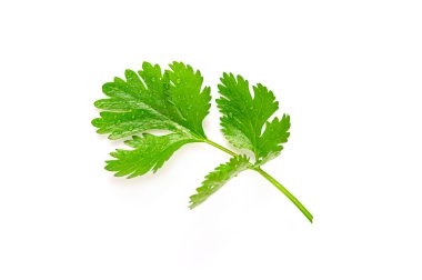 Arka planda maydanoz yaprağı izole
