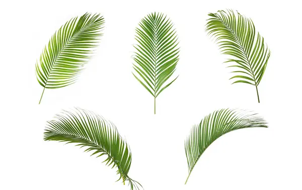 Conjunto Folhas Palma Tropicais Isoladas Branco Fotografias De Stock Royalty-Free