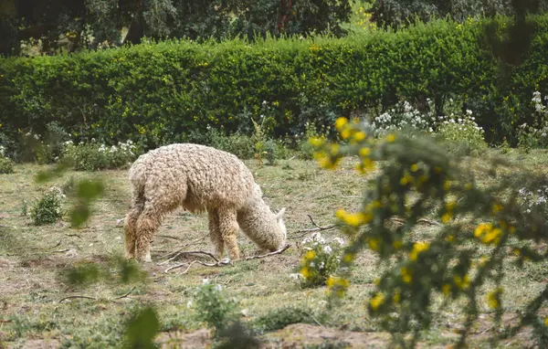 Schafe Auf Einer Wiese Den Bergen Schließen — Stockfoto