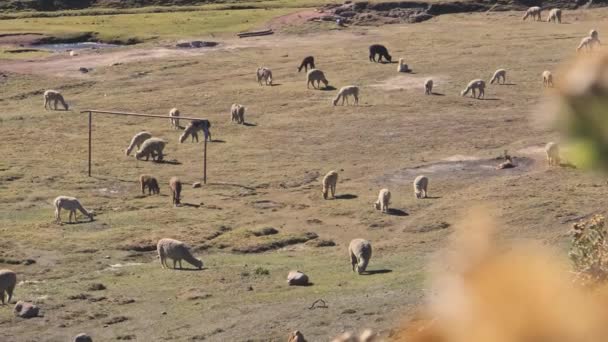 Rainbow Mountain Wild Alpacas Peru South America — Stock Video