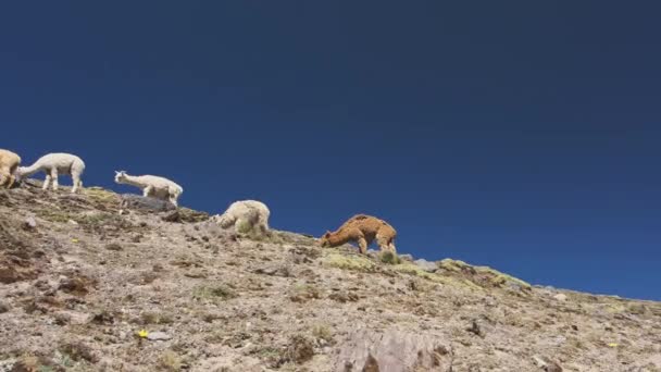 ペルー 南アメリカの野生のアルパカと虹の山 — ストック動画