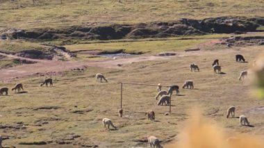 Peru, Güney Amerika 'da yaban alpakaları olan gökkuşağı dağı
