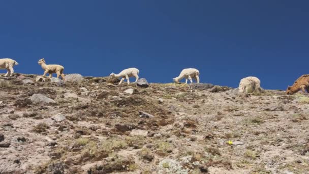 Regenbogenberg Mit Wilden Alpakas Peru Südamerika — Stockvideo
