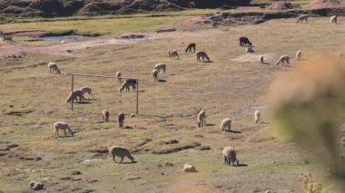Peru, Güney Amerika 'da yaban alpakaları olan gökkuşağı dağı