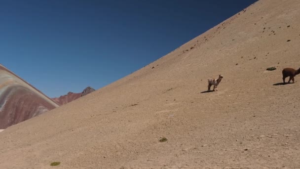 Regenboog Berg Met Wilde Alpaca Peru Zuid Amerika — Stockvideo