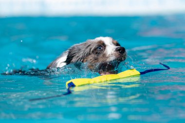 Mavi Merle Avustralya çobanı suya dalan bir rıhtım tamponunu kapmak üzere.
