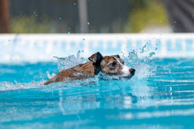 Rıhtımdaki dalış havuzunda yüzen rengarenk köpekleri karıştırın.