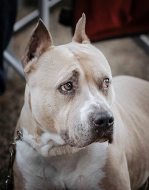 Tan American Staffordshire Teriyer portresi