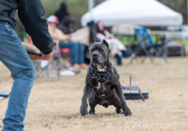 Cane Corso at a weight pull event in full drag mode