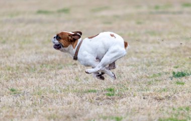 White French bulldog running across a grassy field