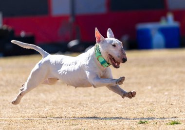 Beyaz boğa teriyeri köpek bir yem kovalıyor.