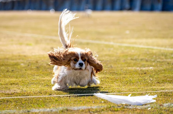 Cavalier about to catch the lure at an event