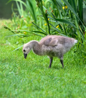 Göletin çimlerinde yiyecek ararken.