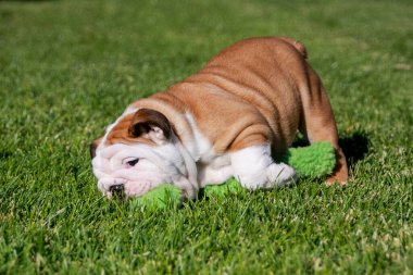 İngiliz buldog yavrusu oyuncakla oynuyor ve çimlere düşüyor.
